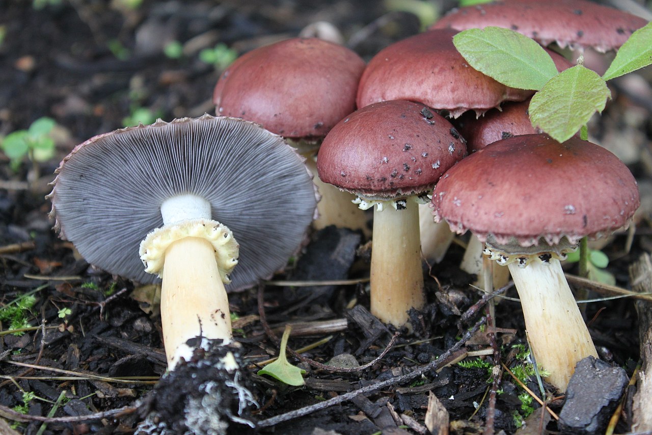 Kyjakovka vidlicovitá (Typhula clavuligera)