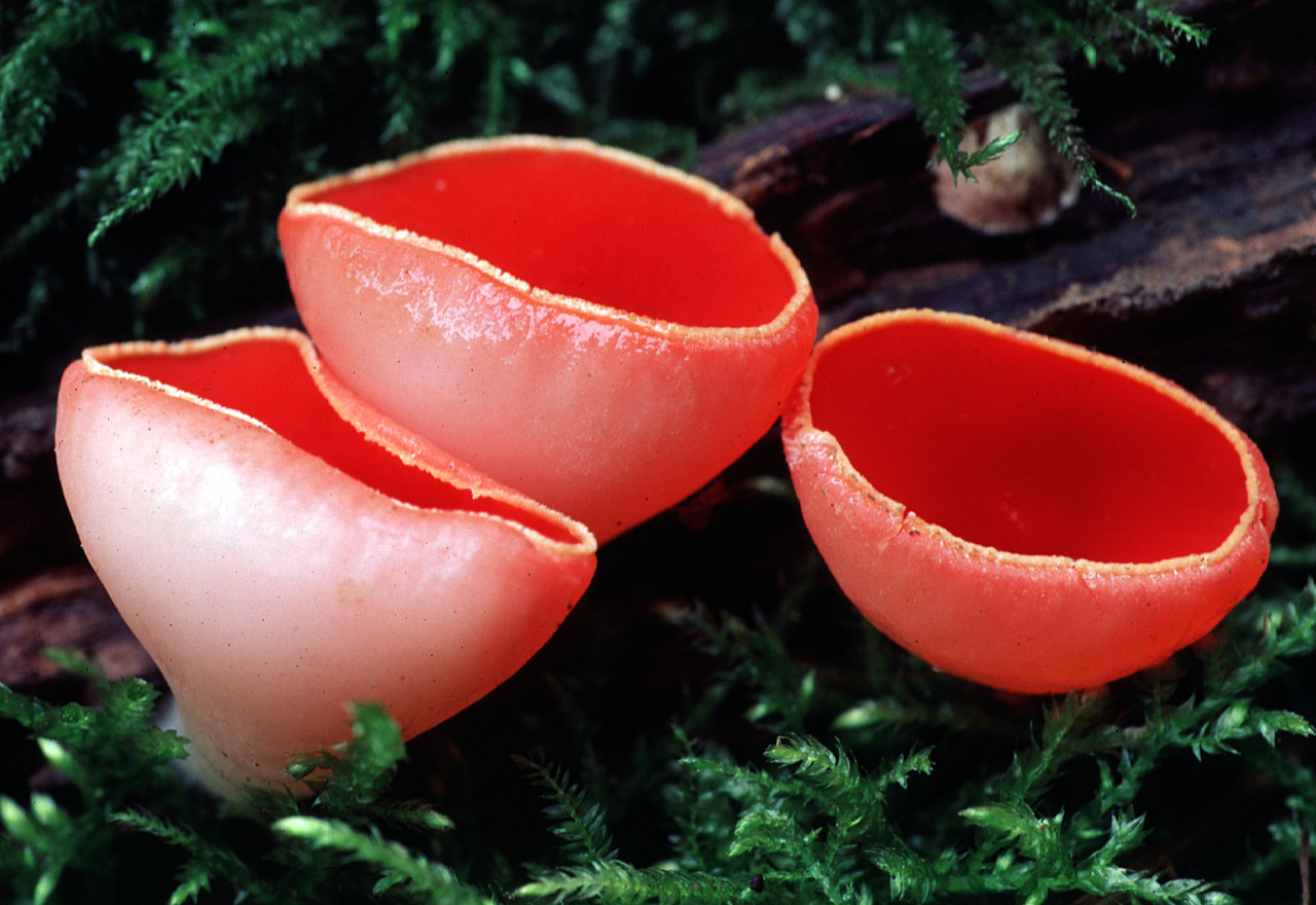 "Kırmızı Kâse Mantarı", "Yakut Elf Kupası" (Sarcoscypha coccinea)