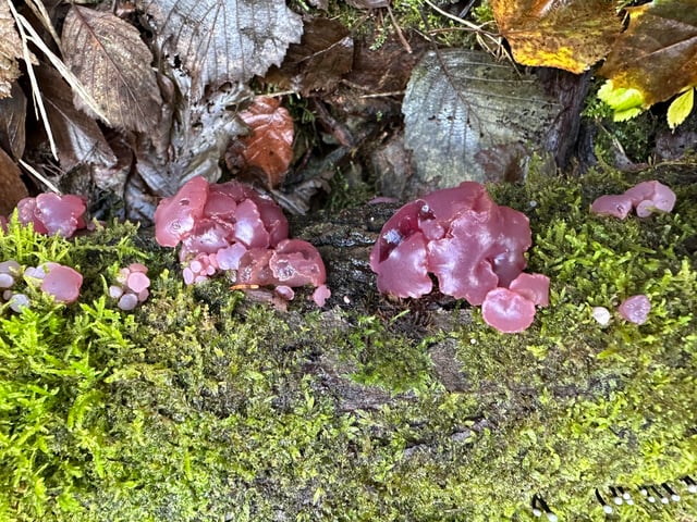 Black Jelly Mushroom (Exidia glandulosa)