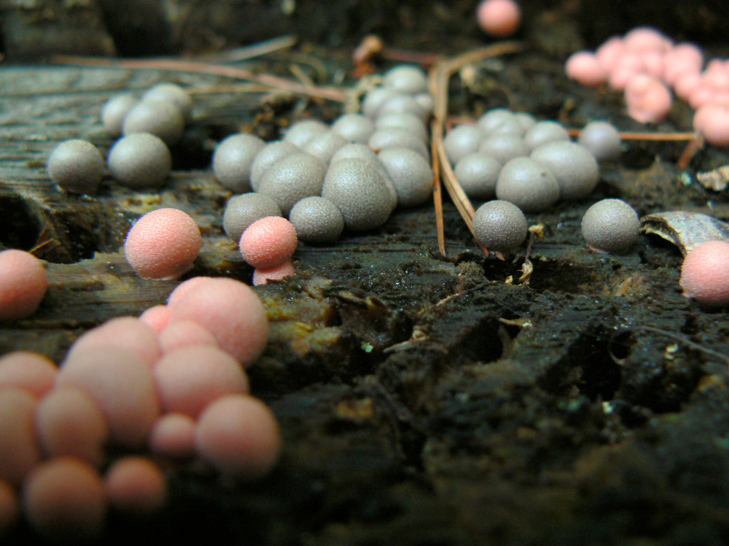 Вовче молоко (Lycogala epidendrum)