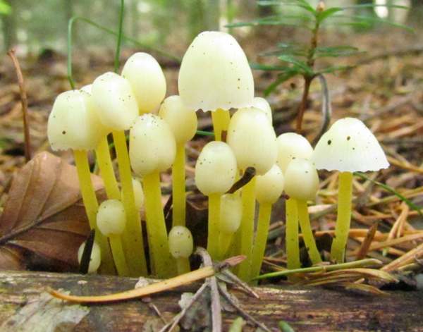 Daggtråding (Mycena epipterygia)