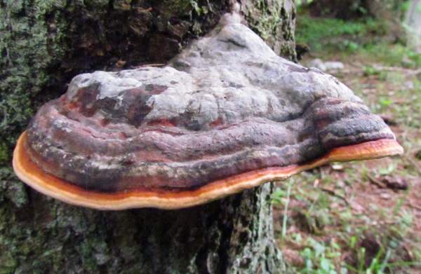 Tallticka (Fomitopsis pinicola)