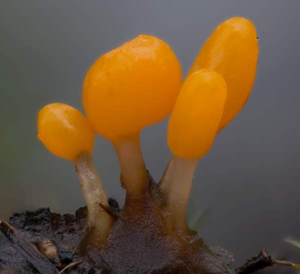 Slimy Mitrula (Mitrula paludosa)