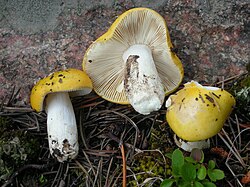 Žltá plávka (Russula claroflava)