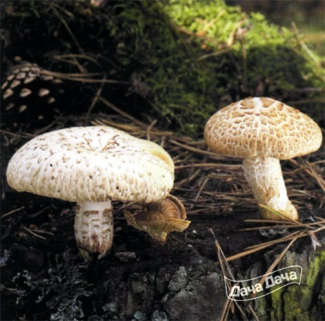 Pullus Mantarı (Agaricus squamulifer)