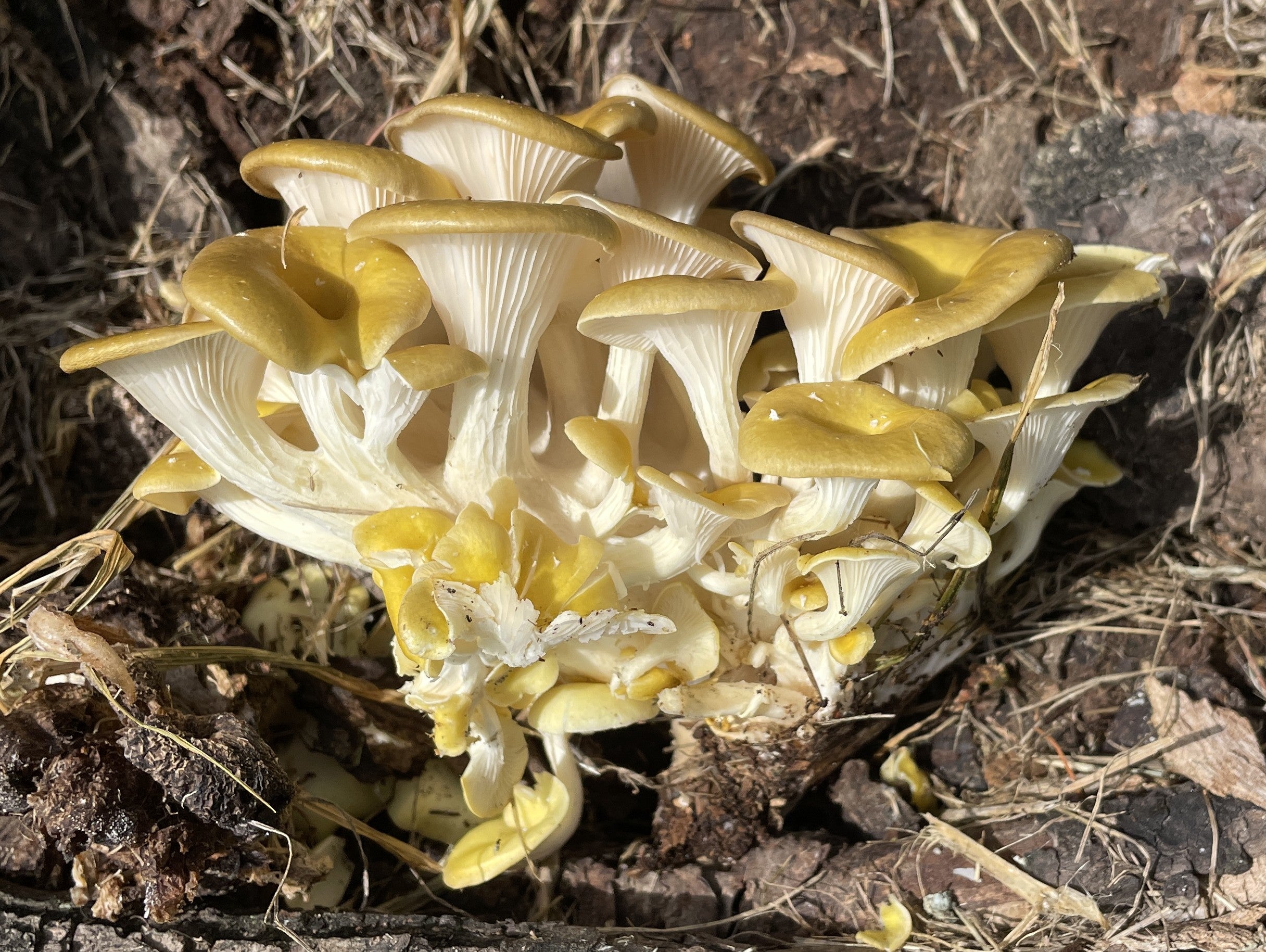 Džinovska puhara (Calvatia gigantea)
