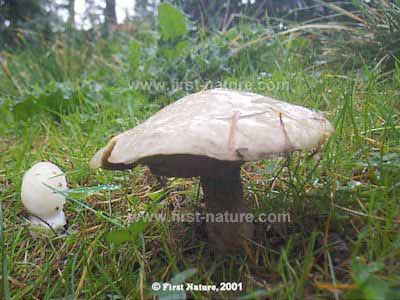 Beyaz Suillus (Suillus placidus)