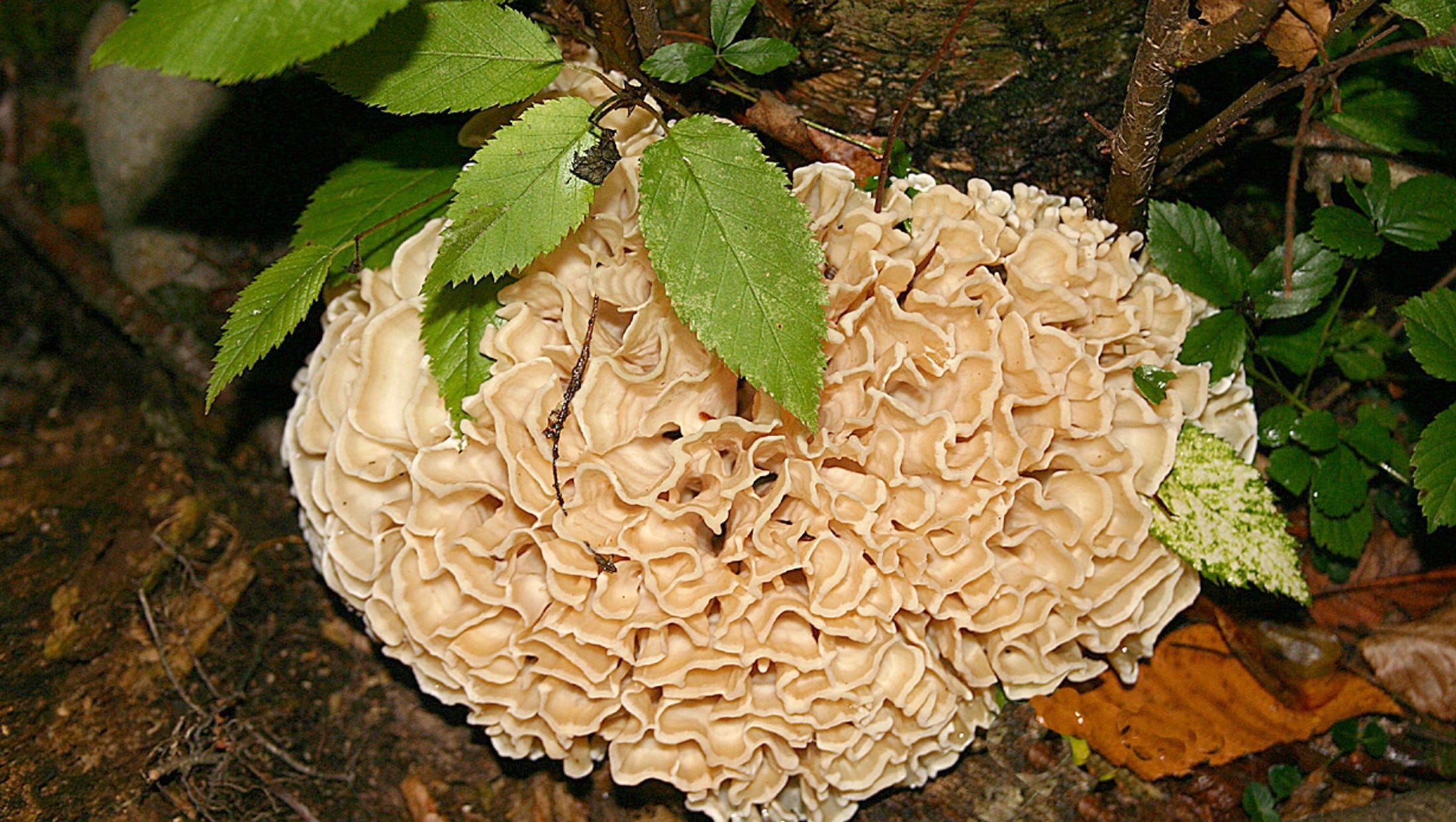 田头菇 (Agrocybe praecox)