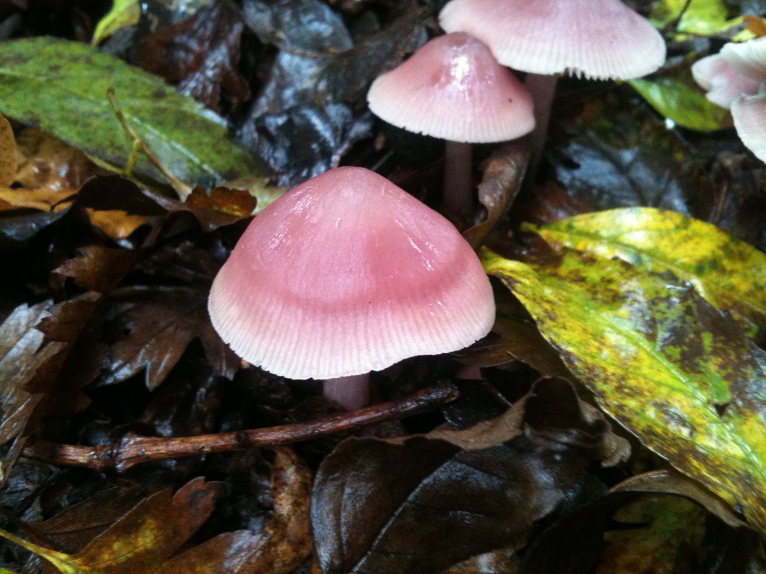 Leylak Şapkalı Mantar (Mycena pura)