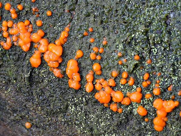 Turuncu Jöle Lekesi (Dacrymyces stillatus)