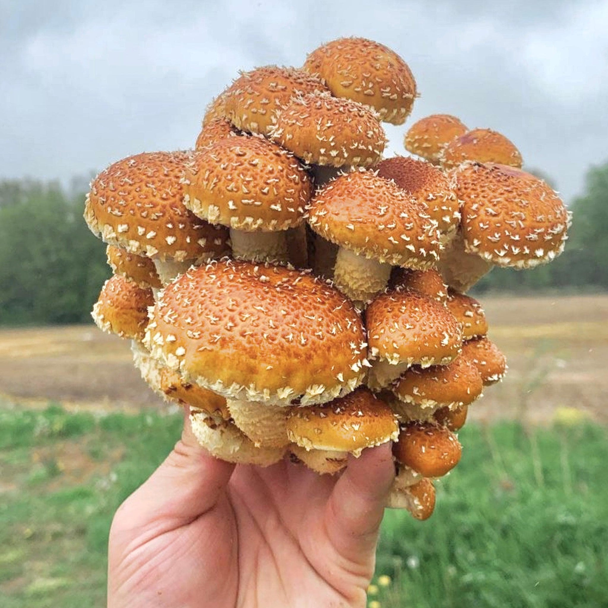 Kastanjemussling (Pholiota adiposa)