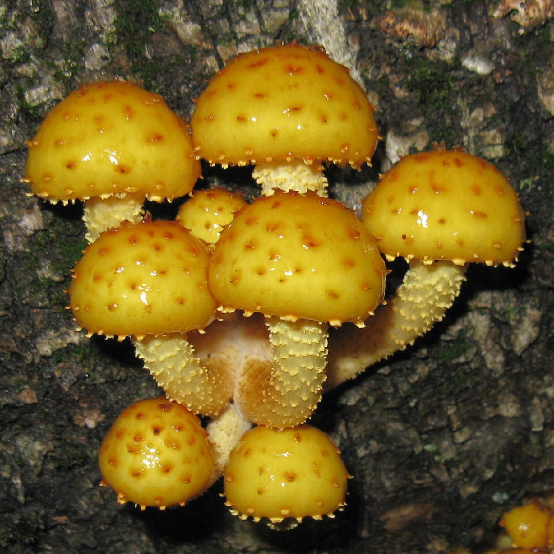 Šupinovka slizká (Phaeolepiota aurea)