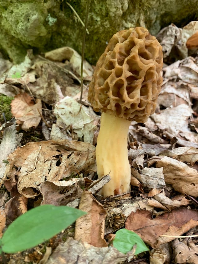 Gözenekli Mantar (Polyporaceae)