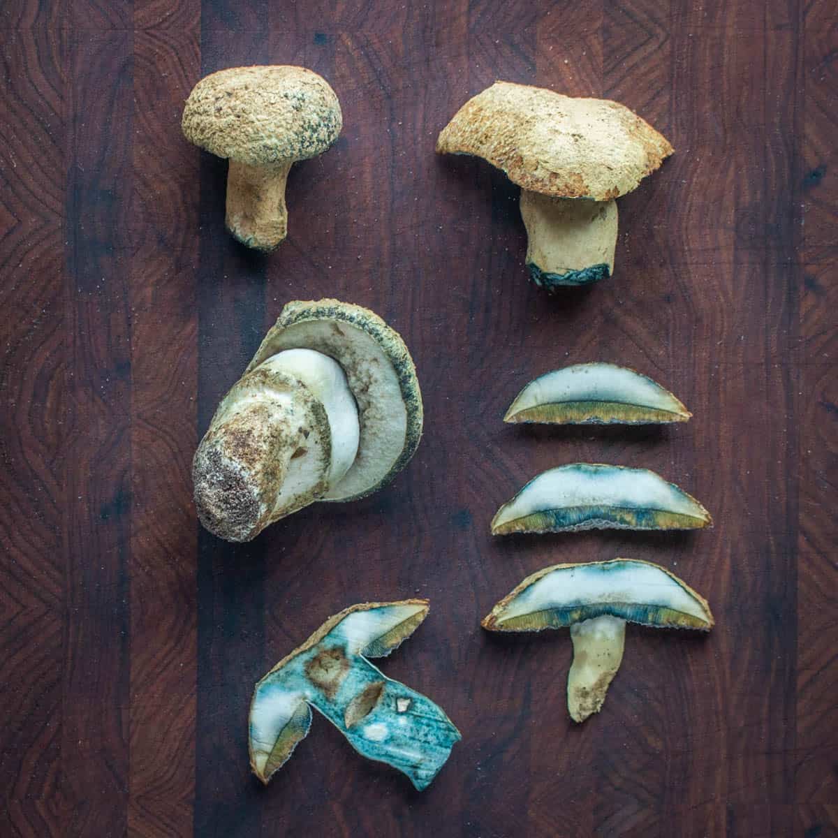 Modrikasti žametovec (Gyroporus cyanescens)