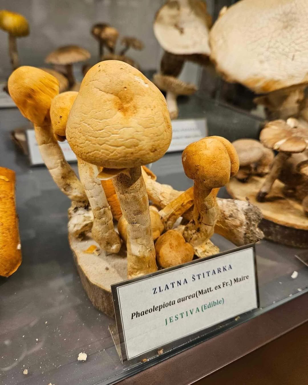 Meşe Perde Kabuğu (Stereum gausapatum)