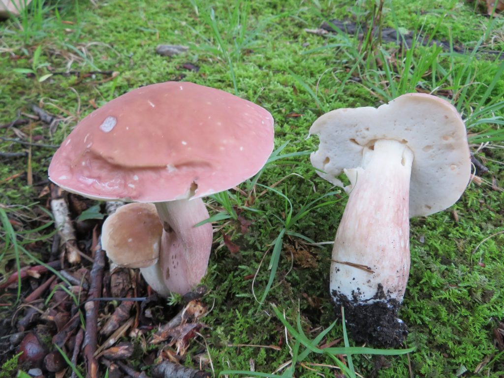 Булет бузковий (Boletus separans)
