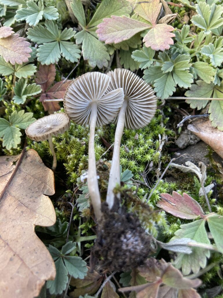 Cesnakovec obyčajný (Mycetinis scorodonius)
