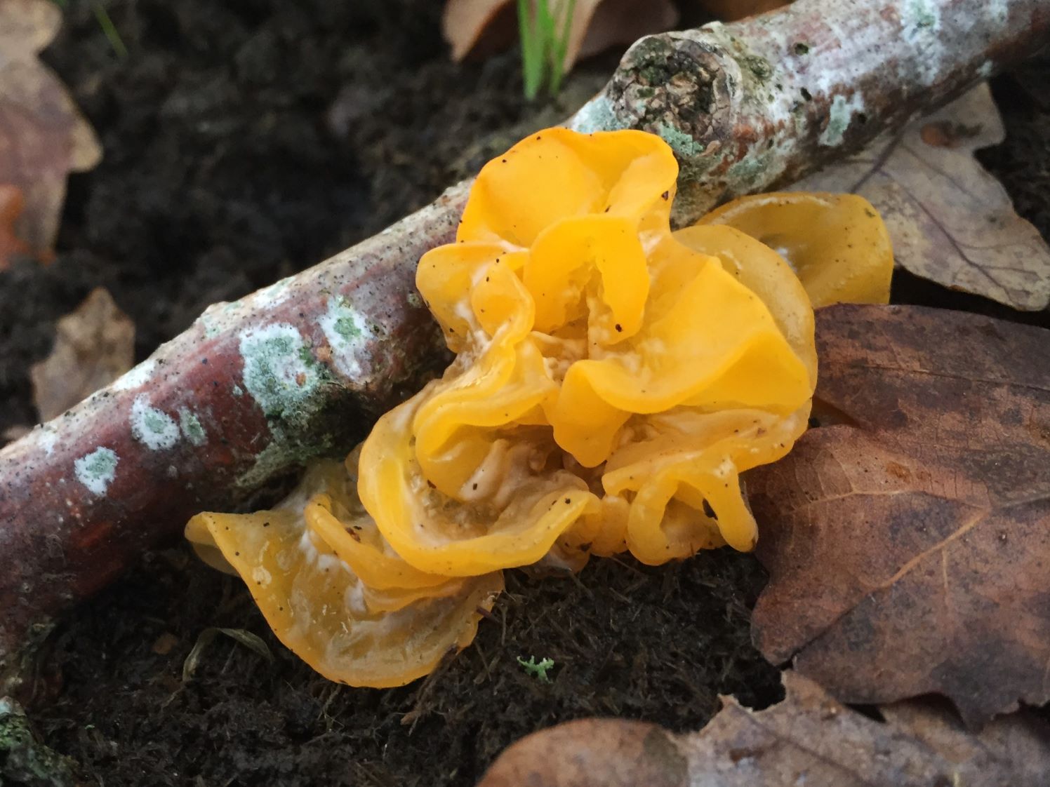 Сніговий гриб (Tremella fuciformis)
