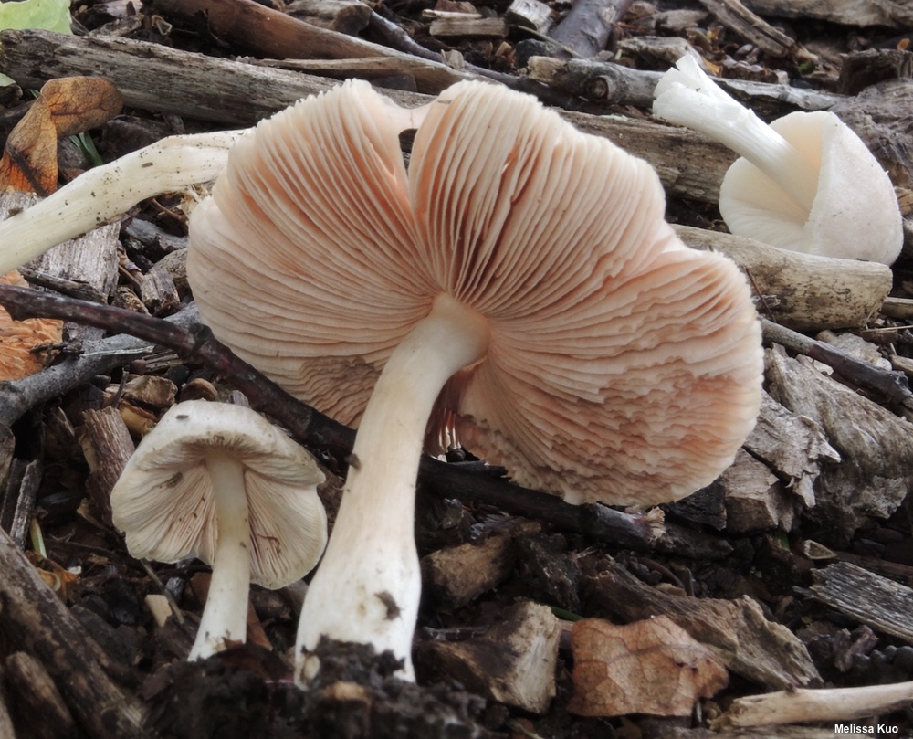 Beyaz Pluteus (Pluteus pellitus)