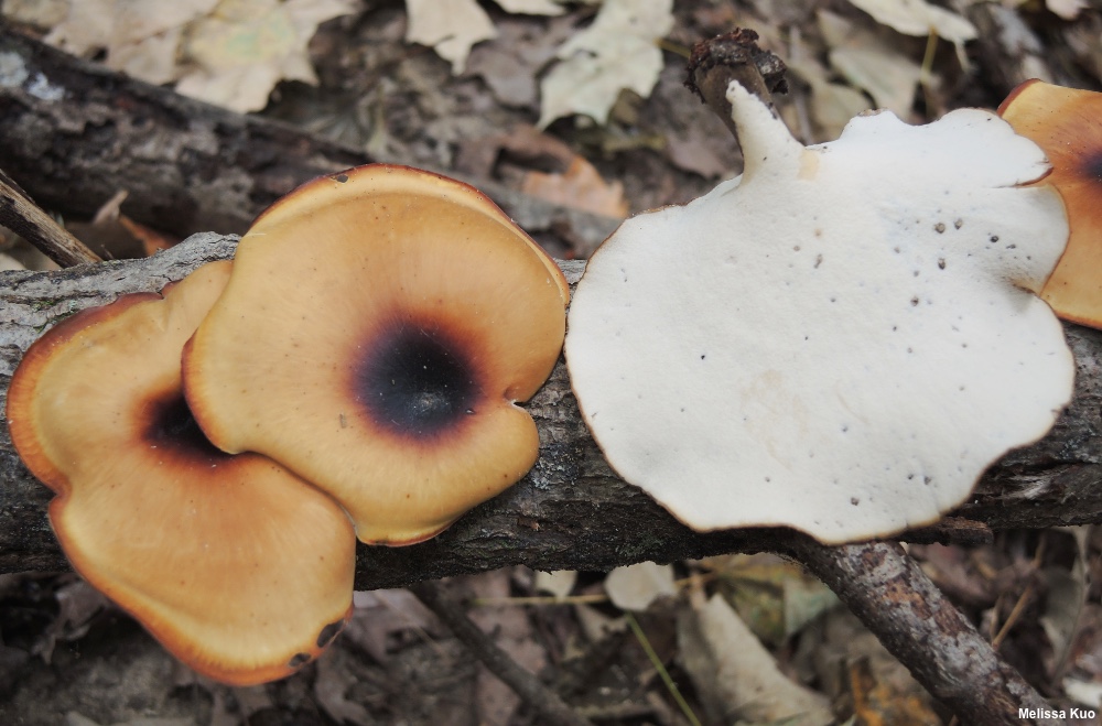 Siyah Ayaklı Polipor (Polyporus badius)
