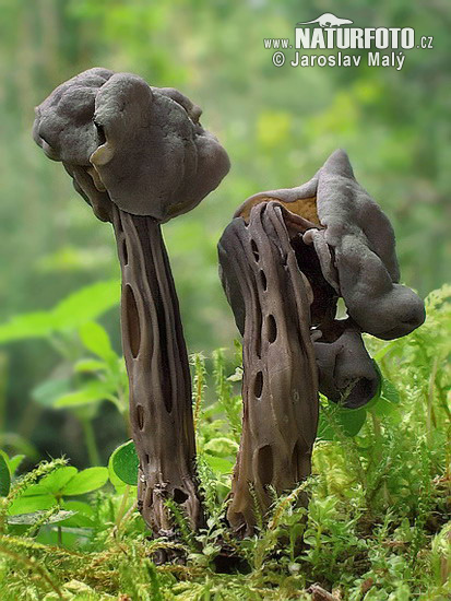 Hattmurkla (Verpa conica)