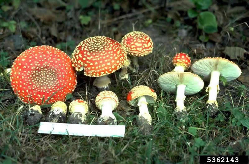 烟色白伞 (Melanoleuca cinereifolia)