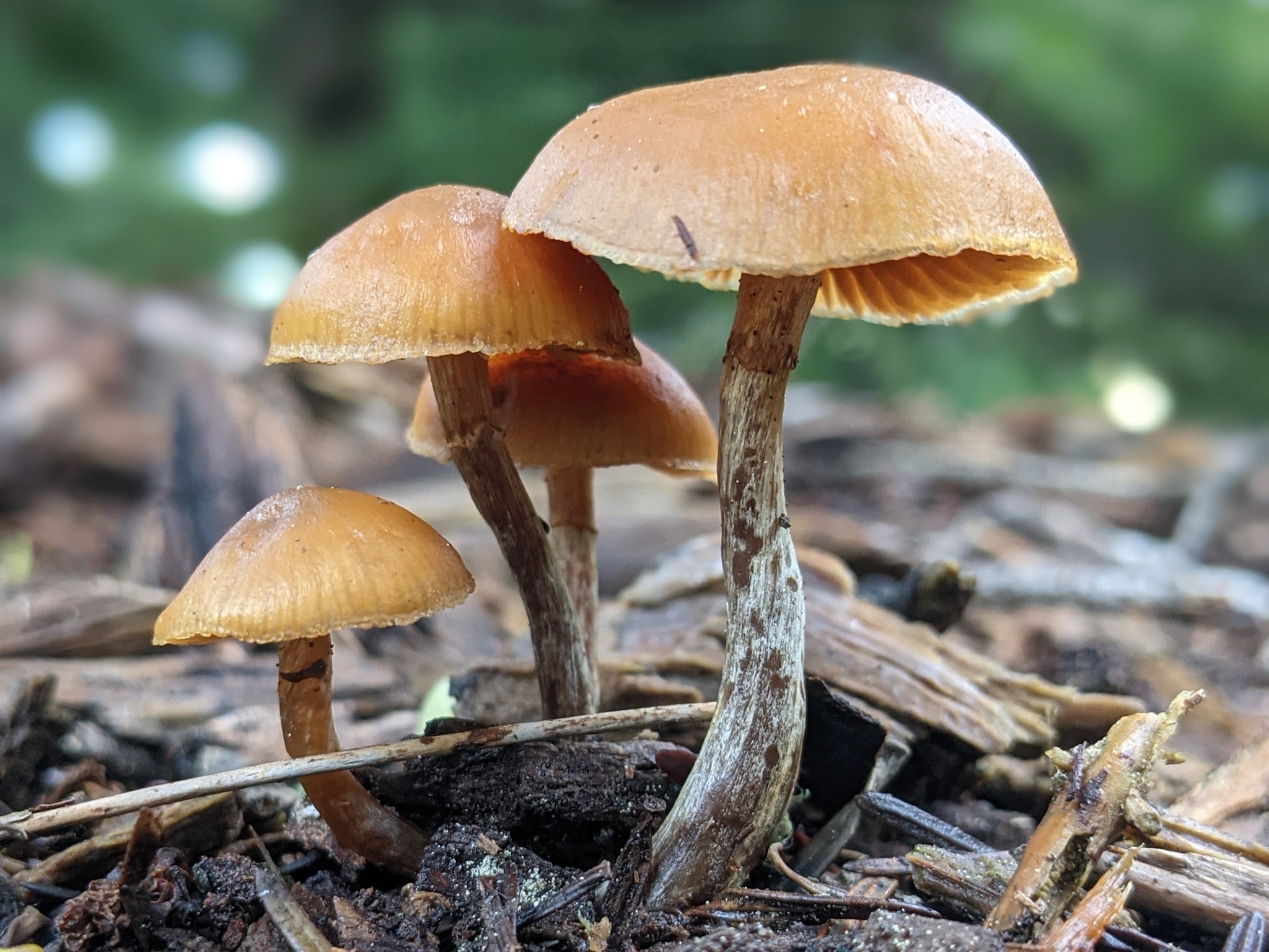 Moss Bell (Mycena clavicularis)