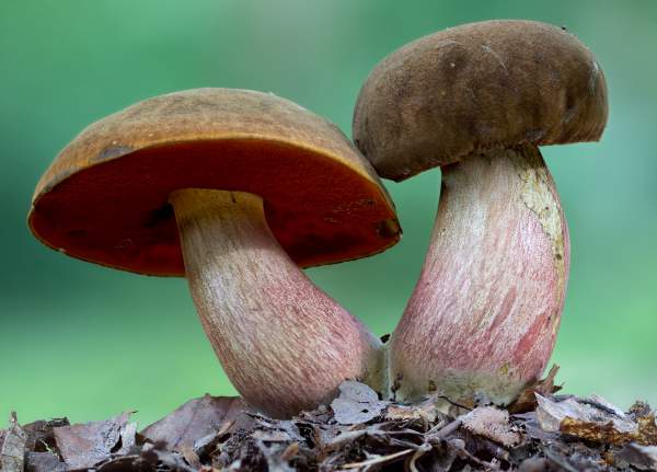 Blodsopp (Boletus luridiformis)
