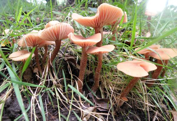 Navadna bledivka (Laccaria laccata)