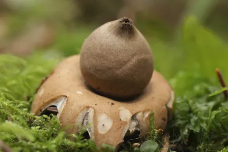 Земляна зірка (Geastrum)