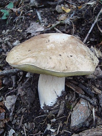 Hríb hrabový (Leccinum pseudoscabrum)