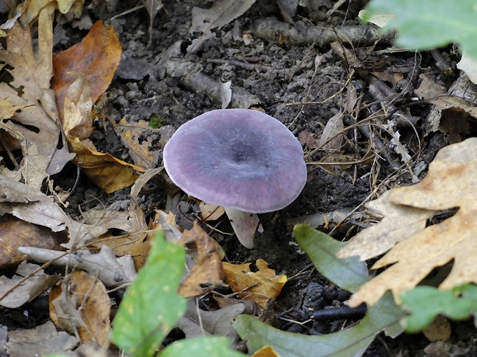 Lilac-gilled Russula (Russula lilacea)