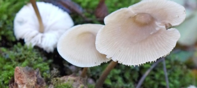 Сніжна міцена (Mycena nivalis)