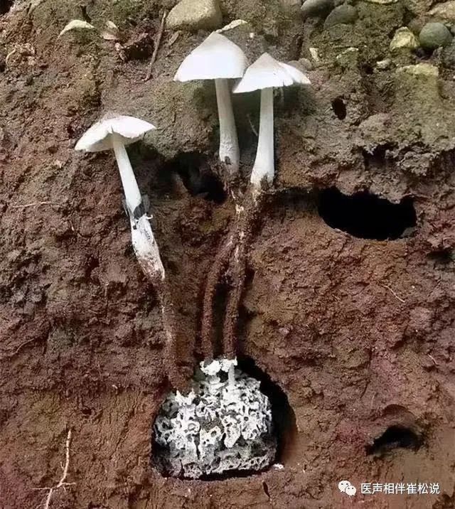 乌灵参 (Xylaria nigripes)