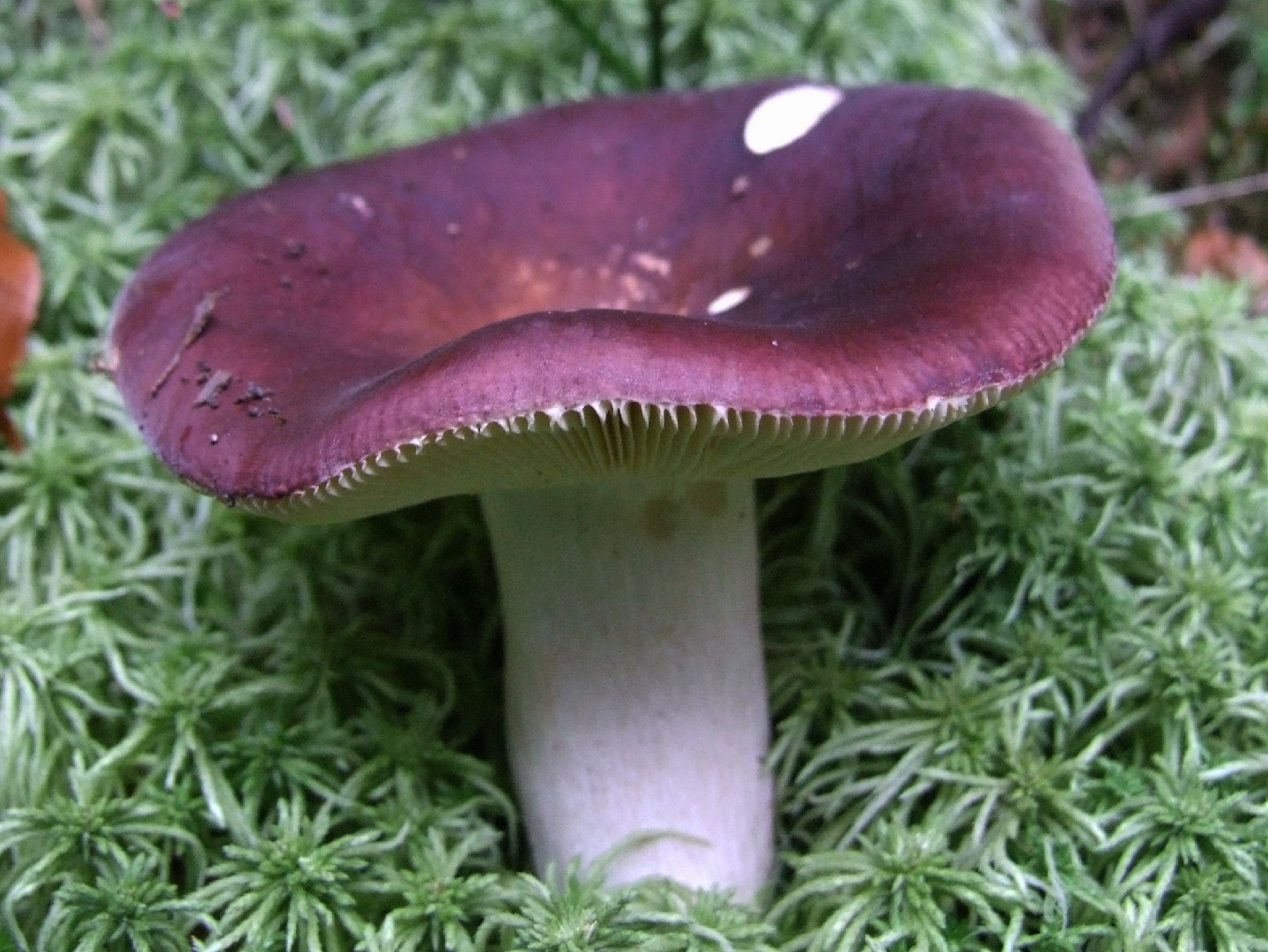 Erik Russulası (Russula atropurpurea)