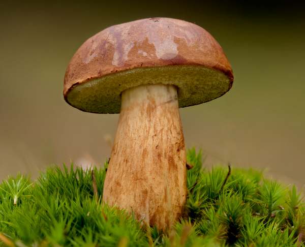 Brunsopp (Imleria badia)