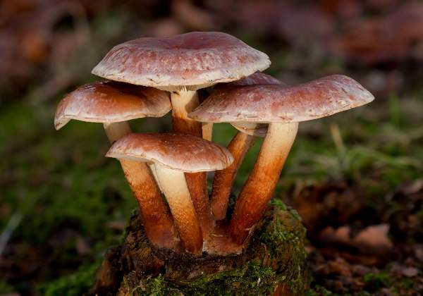 Ciglena pečurka (Hypholoma lateritium)