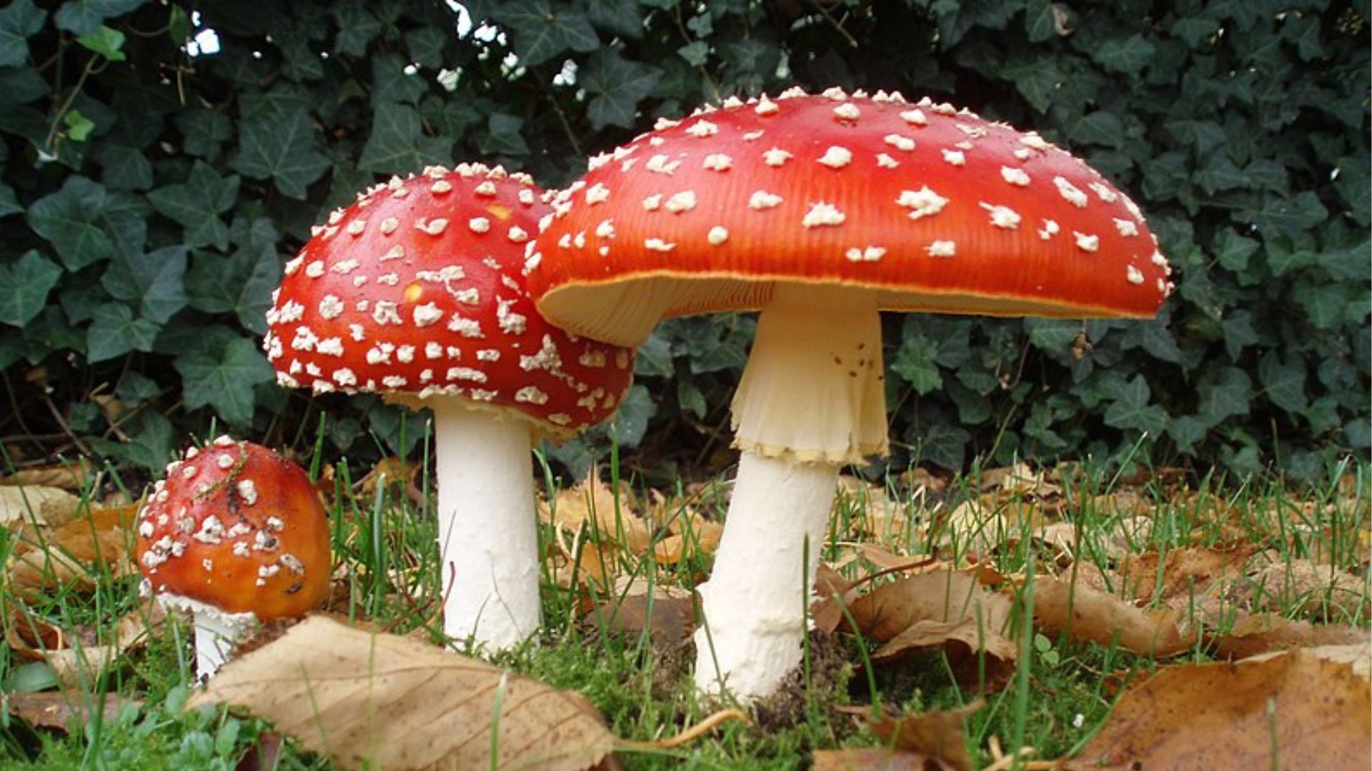 Західний американський руйнівний ангел (Amanita ocreata)