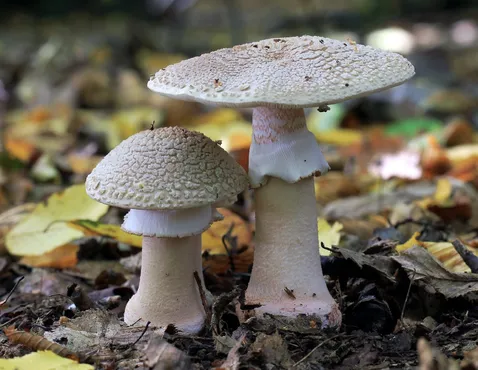 赭盖菇 (Hebeloma laterinum)