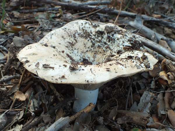 Сироїжка зеленувата (інколи помилково називають 'Ghost Fungus' через схожість назви з іншими видами, хоча 'Ghost Fungus' частіше стосується Omphalotus nidiformis) (Russula chloroides)