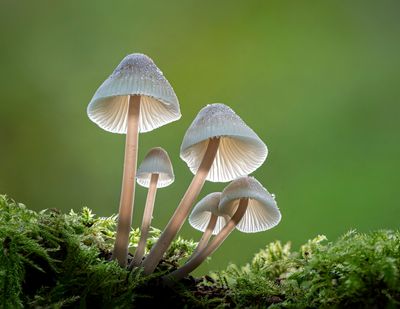 Bonnet Mantarı (Mycena)