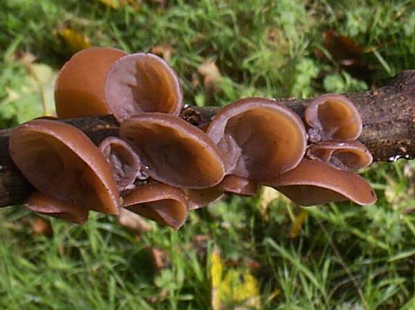 เห็ดหูหนู, เห็ดหูหนูหนูทั่วไป (Auricularia auricula-judae)