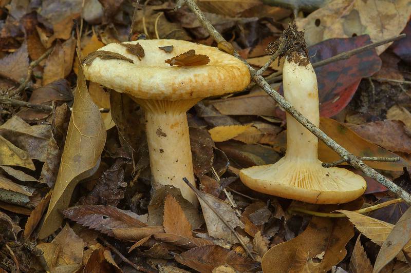 Mliečnik (Lactarius)