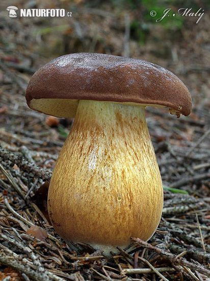 Байковий гриб (Neoboletus subtomentosus)
