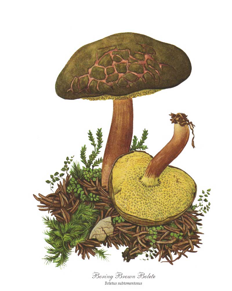 Masliak dutohlúbikový (Suillus cavipes)