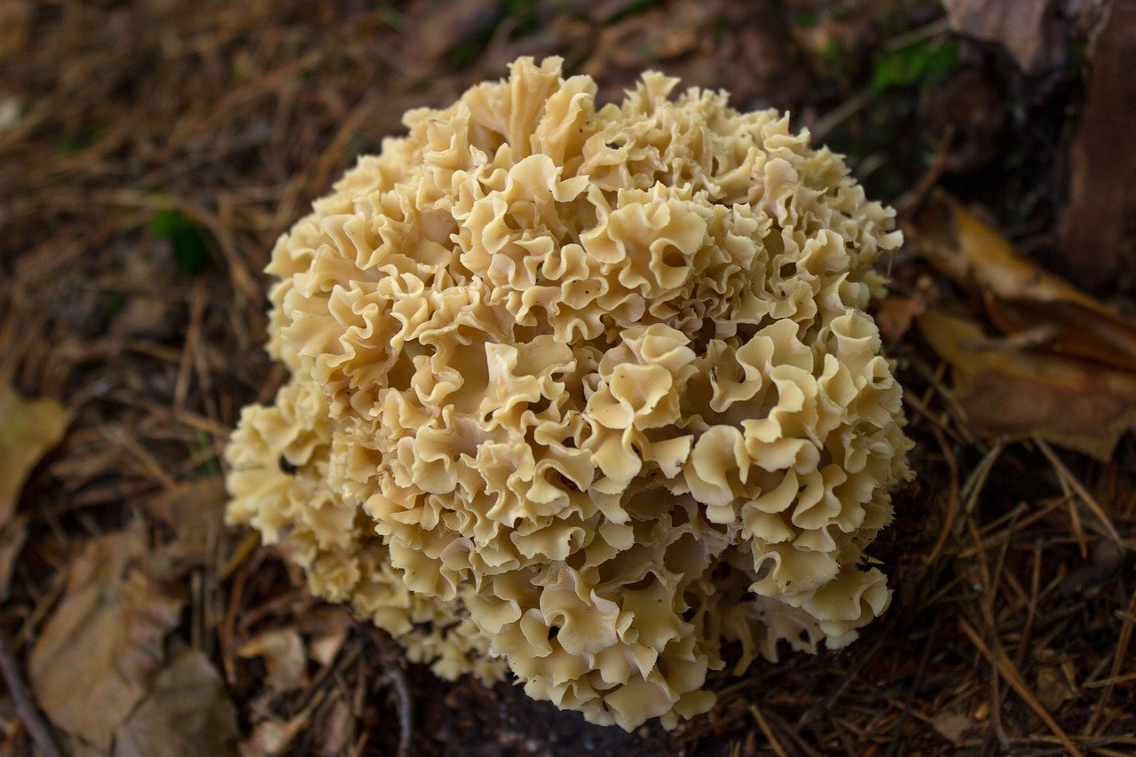 Nåltrådsklubba (Typhula filiformis)