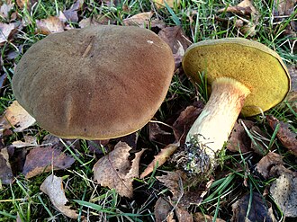 Kadife Mantar (Xerocomus)
