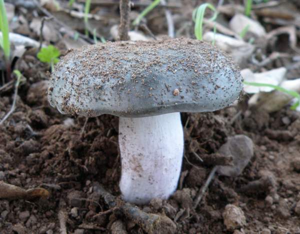 Gri-yeşil Russula (Russula grisea)