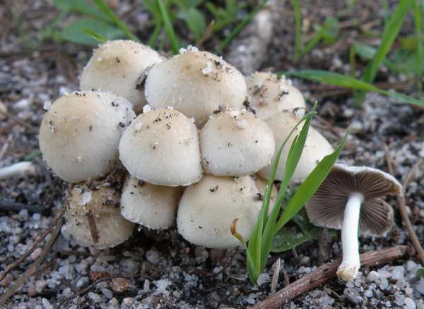 Lažna lisička (Hygrophoropsis aurantiaca)