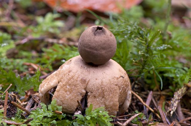 普通地星 (Geastrum fimbriatum)